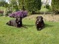 dog friendly cottages near Liskeard | Pets allowed